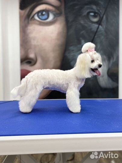 Ищем моделей в школу груминга (стрижка собак)