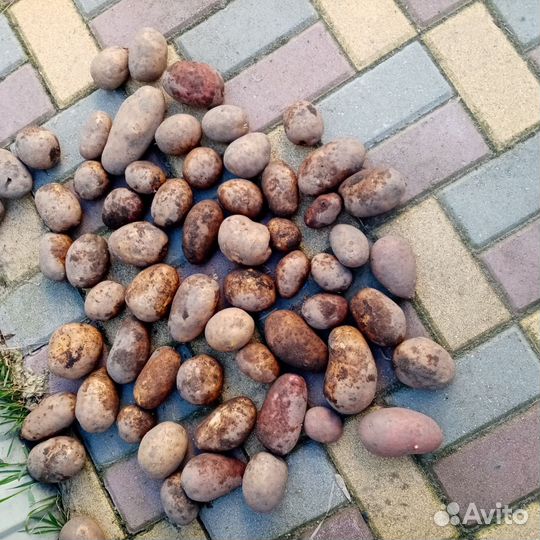 Продукты питания