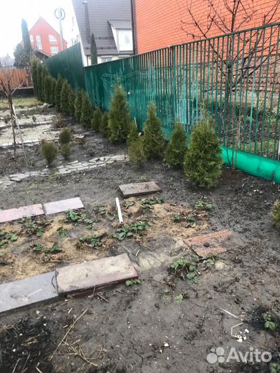 Туи смарагд