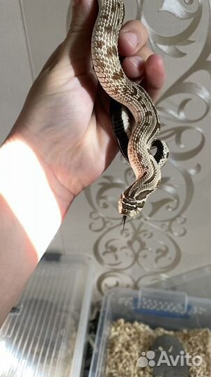 Свиноносый уж