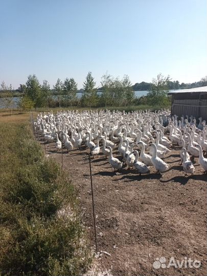 Гуси белые продам