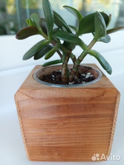 Крассула толстянка