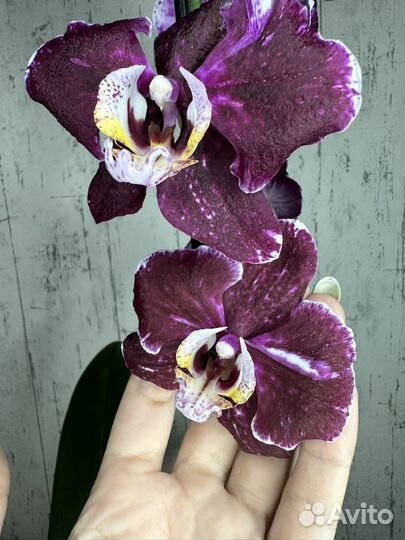 Орхидея фаленопсис