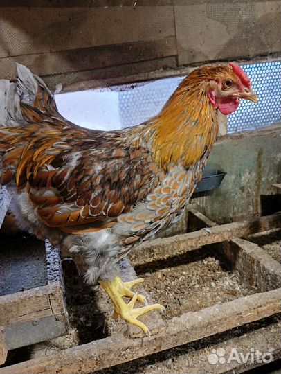 Петух виандот