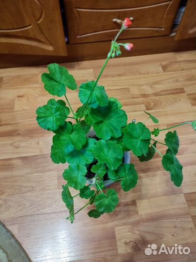 Герань пеларгония цветущее растение