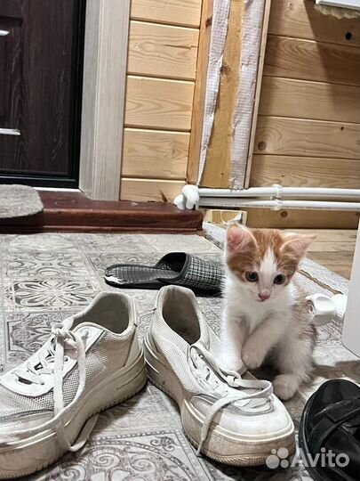 Кошка в дар