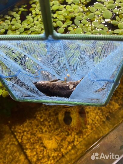 Сом таракатум