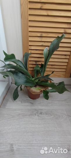 Папоротник платицериум