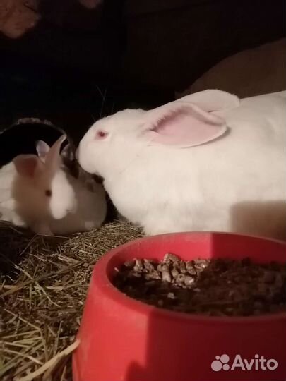Крольчата