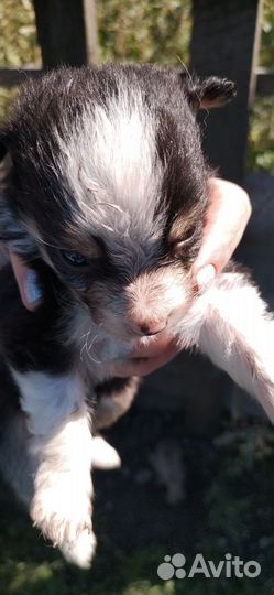 Щенки от маленькой собачки