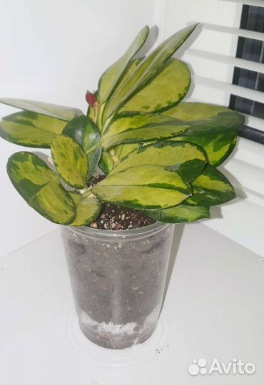 Хойя Australis Lisa