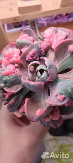 Яркие Суккуленты, Корея. Часть 2