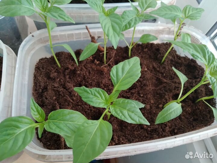 Рассада перца