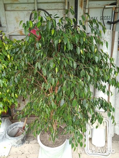 Фикус Бенджамина большой