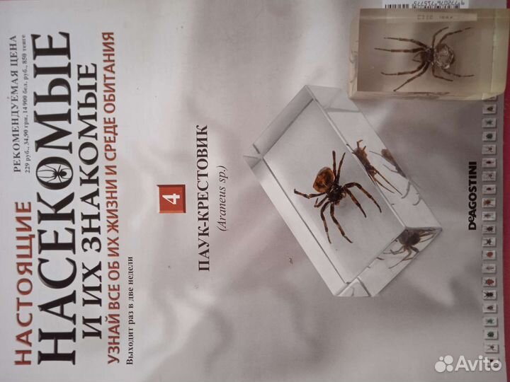 Настоящие насекомые и их знакомые