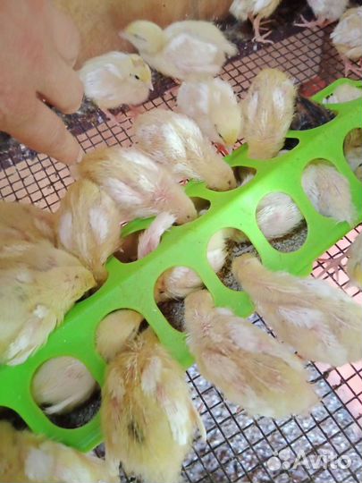 Перепела цыплята