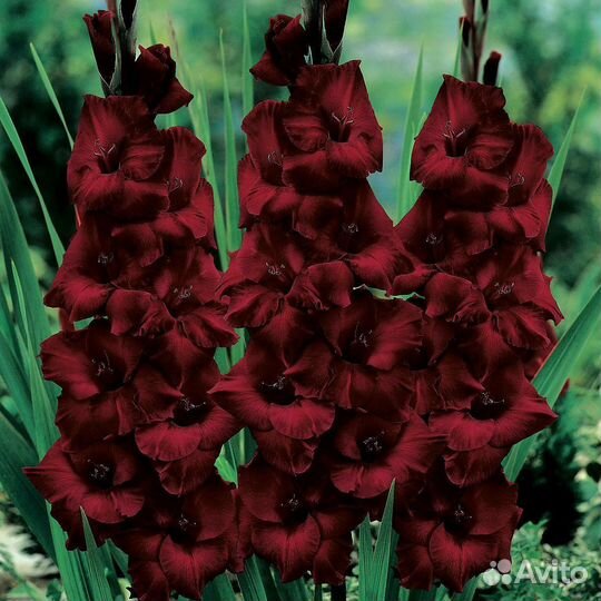 Гладиолусы луковицы