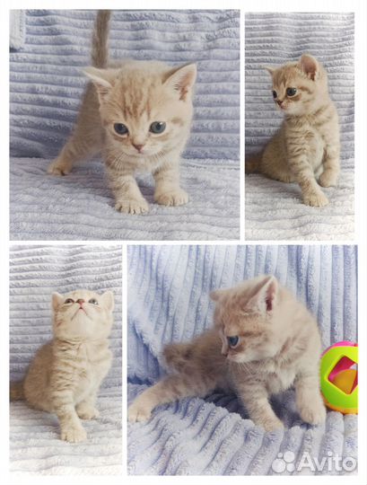 Шотландские котята