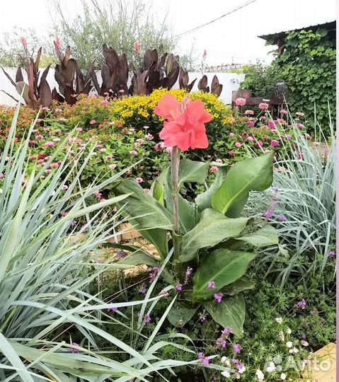 Клубни канны