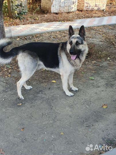 Вязка Кабель вео ищет невесту