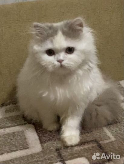 Британская длинношерстная