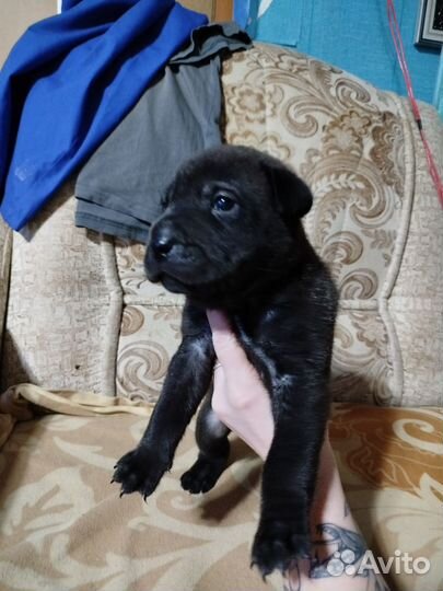 Щенки шарпея