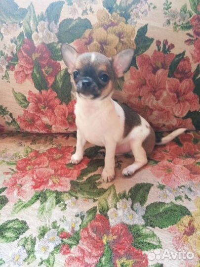 Щенок чихуахуа