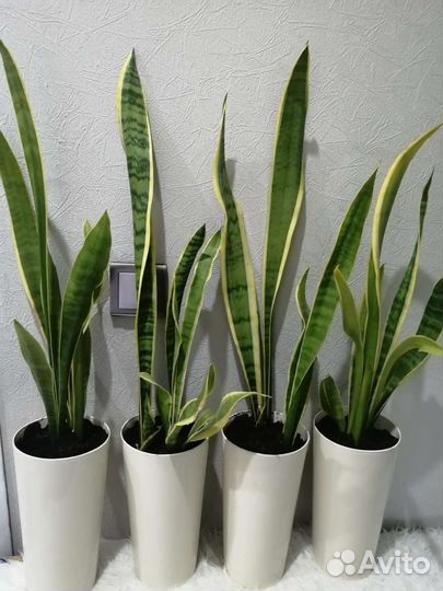 Сансевиерия щучий хвост