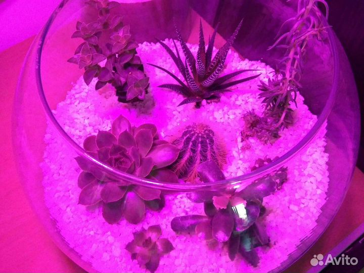 Ваза с суккулентами