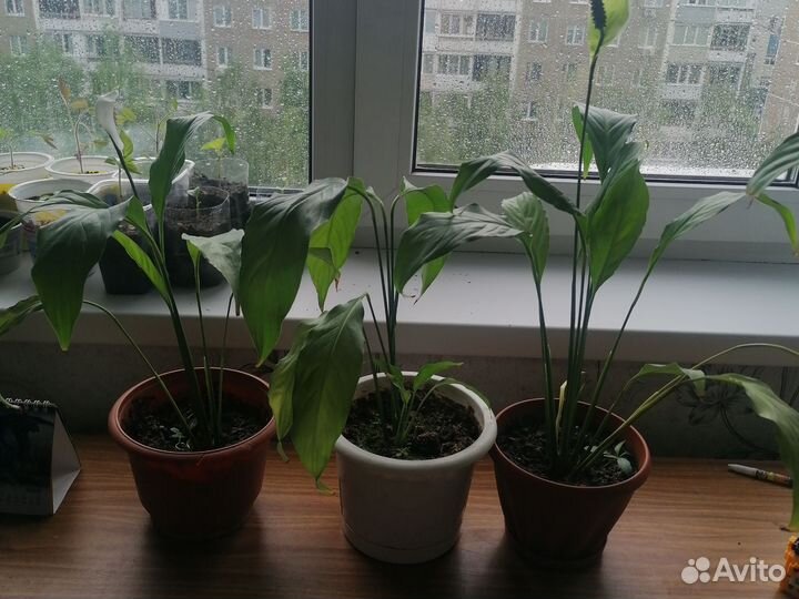 Спатифиллум