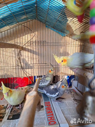 Попугай корелла