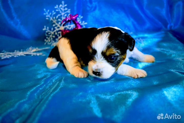 Биверйорк щенки бронирование