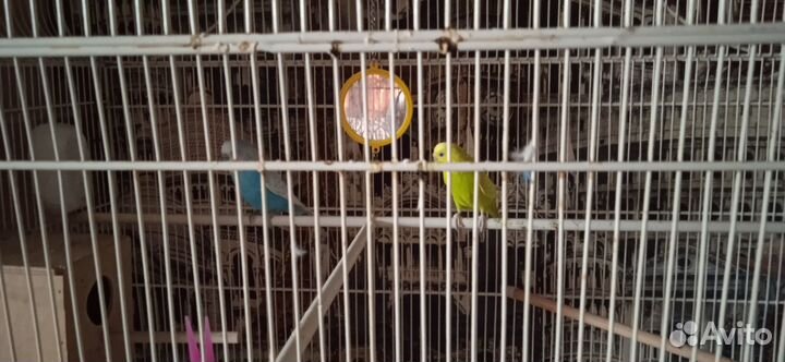 Пара волнистых попугаев с клеткой