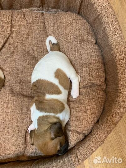 Щенки джек Рассел терьер