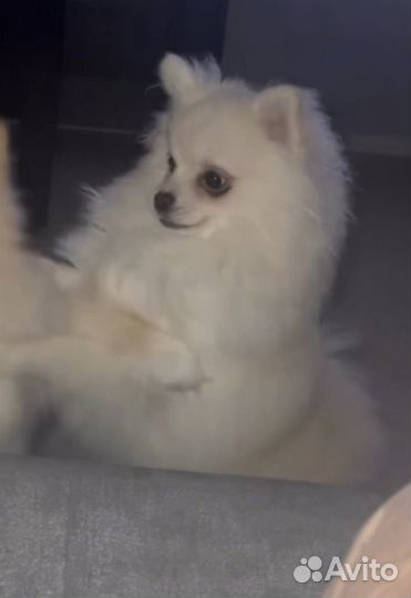 Немецкий шпиц