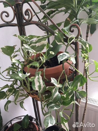 Сциндапсус