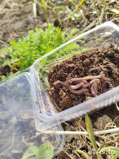 Черви для рыбалки