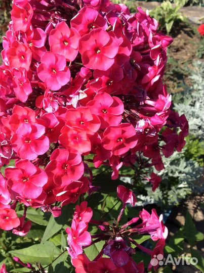 Цветы многолетники