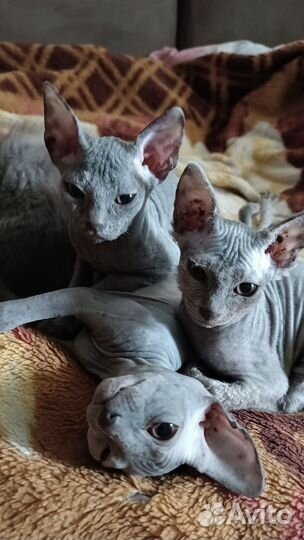 Донской сфинкс котята