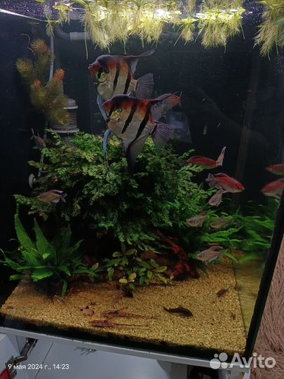 Аквариум действующий с тумбой в полном комплекте