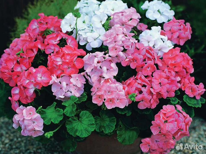 Спатифиллум, алоэ, герань, фикус, золотой ус и др