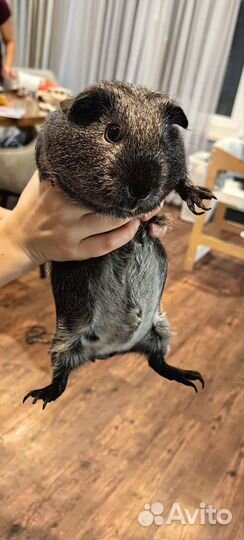 Морские свинки девочки