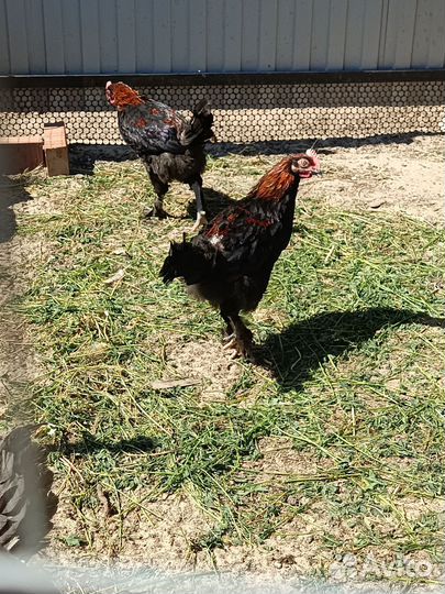 Петушки Мараны черно медные вывод 26 января