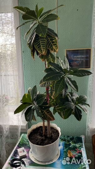 Кротон Петра