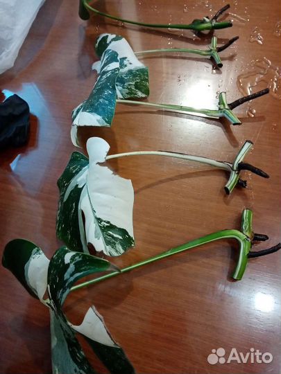 Монстера Альба, Спатифиллумы, Сансивьерии 3 вида