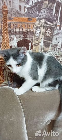 Котята в добрые руки бесплатно