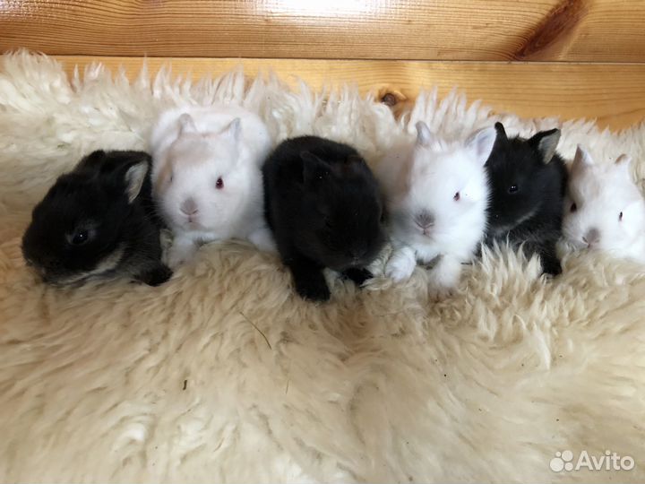 Карликовые декоративные кролики