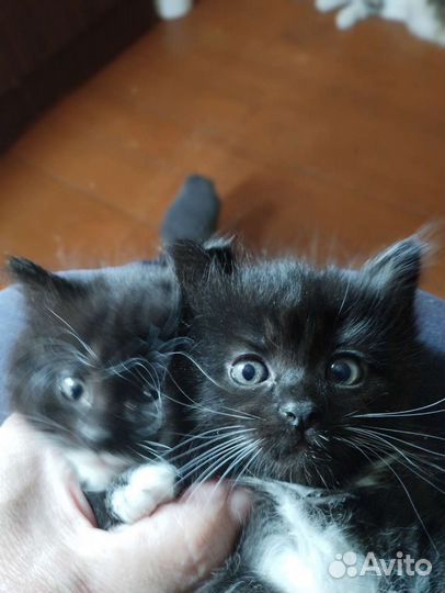 Котята домашние