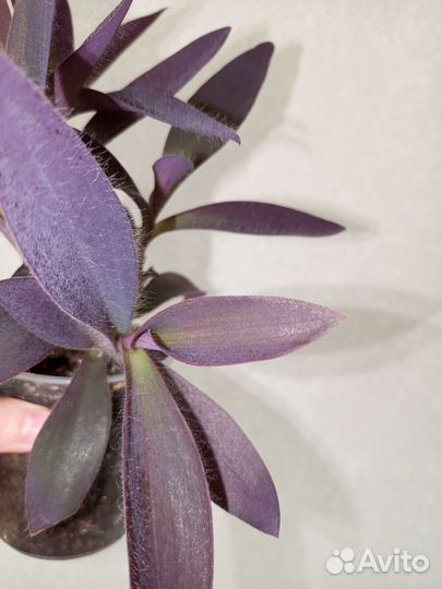 Сеткреазия пурпурная в горшке 0.4 л