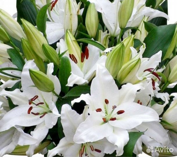 Лилии букет